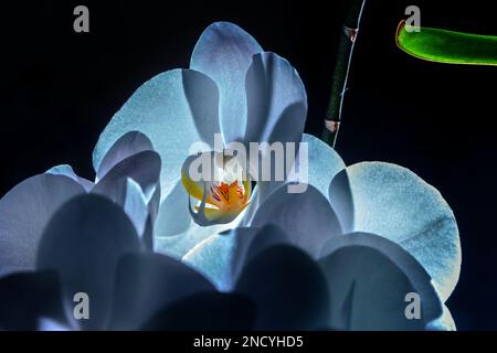 Véritable jolie orchidée blanche sur fond noir pour une bonne humeur et une bonne motivation Banque D'Images