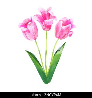 Bouquet de fleurs de tulipe à vecteur rose. Illustration botanique aquarelle dessinée à la main pour un motif floral isolé sur fond blanc. Illustration de Vecteur