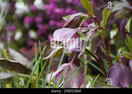 fleur pourpre de hellébore au printemps Banque D'Images