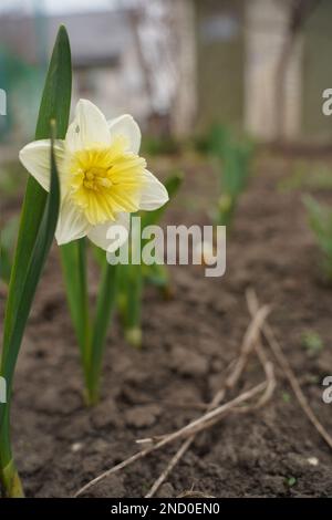 Magnifiques narcisses colorées ou Daffodil lumière du soir. Narcisse est un genre de plantes vivaces de printemps de la famille des amaryllis Banque D'Images