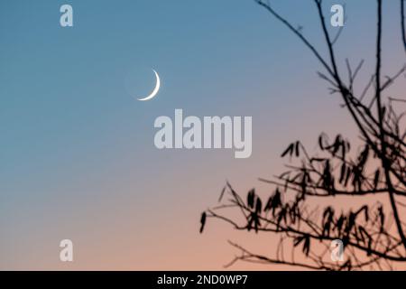Un cliché pittoresque d'un croissant de lune dans le ciel bleu et rose contre les silhouettes des branches Banque D'Images