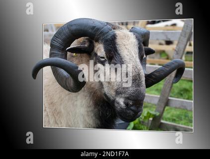 La montagne galloise Badger face est une variété distincte de la race galloise de moutons domestiques élevés pour l'élevage de moutons au pays de Galles. Banque D'Images