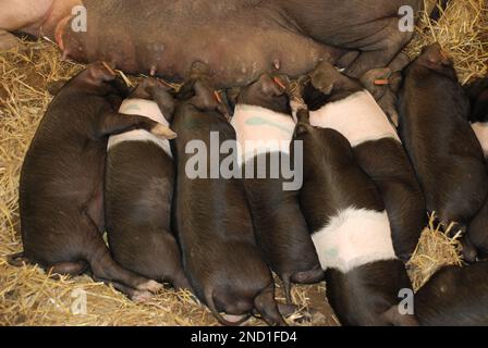 Grand groupe de petits porcelets de sadleback snoozing---- lors d'un spectacle du Yorkshire. Banque D'Images