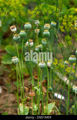 Boîtes de pavot vertes dans le jardin d'été. Banque D'Images