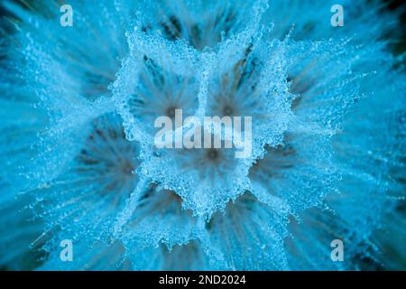Photo macro du pappus bleu détaillé des graines de fleurs de pissenlit dans un environnement naturel Banque D'Images
