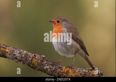 Adorable petit oiseau de robin à tête orange assis sur un arbre de branche Banque D'Images