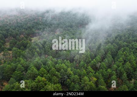 Vue aérienne des arbres qui poussent dans une forêt luxuriante sous des nuages flottants brumeux Banque D'Images