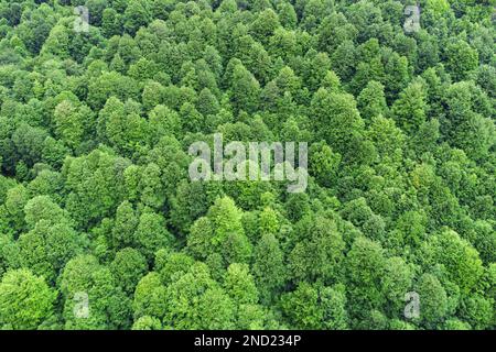 Vue aérienne de dessus de drone de luxuriants arbres verts croissant dans les bois en montagne dans la campagne Banque D'Images