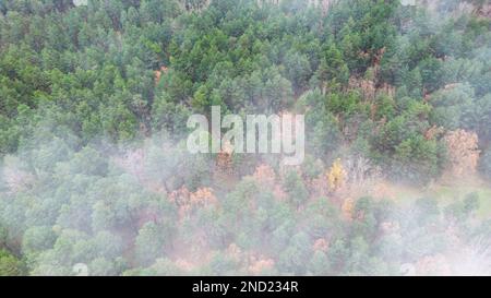 Vue aérienne des arbres qui poussent dans une forêt luxuriante sous des nuages flottants brumeux Banque D'Images