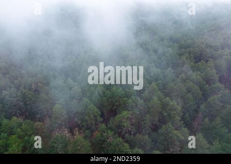 Vue aérienne des arbres qui poussent dans une forêt luxuriante sous des nuages flottants brumeux Banque D'Images