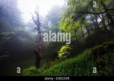 Vue pittoresque sur la forêt verte brumeuse avec de grands arbres luxuriants en début de matinée brumeux Banque D'Images