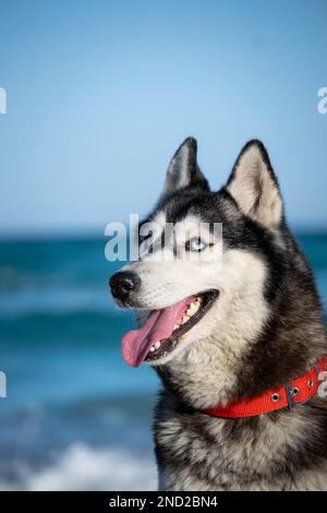 chien de husky sibérien se détendant et jouant sur la plage Banque D'Images