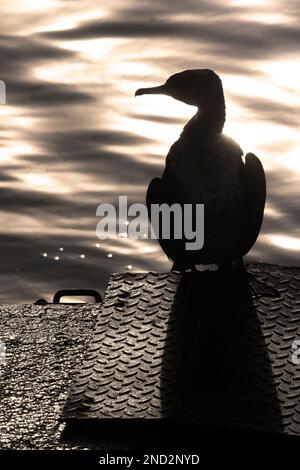 Un jeune Cormorant se trouve sur le quai au soleil. Cette posture est de sécher le plumage après la plongée à la recherche de nourriture. Banque D'Images