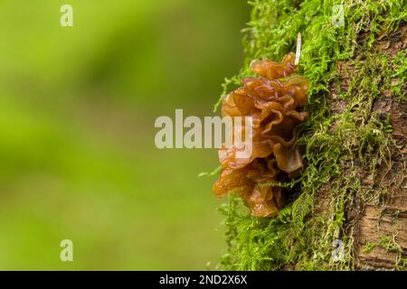 Le champignon du cerveau à feuilles (Phaeotremella foliacea) sur un arbre pourri dans une forêt de conifères dans le sud-ouest de l'Angleterre. Banque D'Images