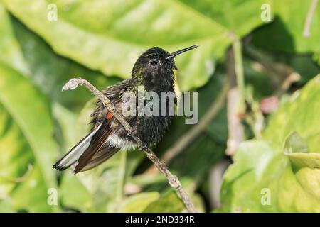 Colibri à ventre noir, Eupherusa nigriventris, mâle adulte unique perché dans le Bush, Costa Rica Banque D'Images
