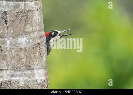 Pic à joues noires, Melanerpes pucherani, adulte unique émergeant du trou de nid dans l'arbre, Laguna de Lagarto, Costa Rica Banque D'Images