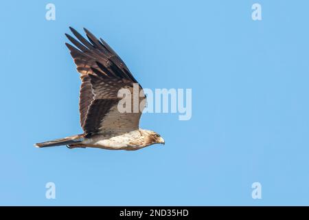 Aigle à queue, Hieraaetus pennatus, adulte unique en phase pâle en vol, Coto Donana, Andalousie, Espagne Banque D'Images