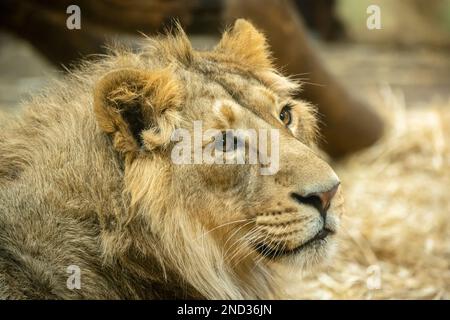 Portrait d'un lion asiatique juvénile mâle (Panthera leo persicus) à l'intérieur de la maison du lion au zoo d'Édimbourg, en Écosse, au Royaume-Uni Banque D'Images