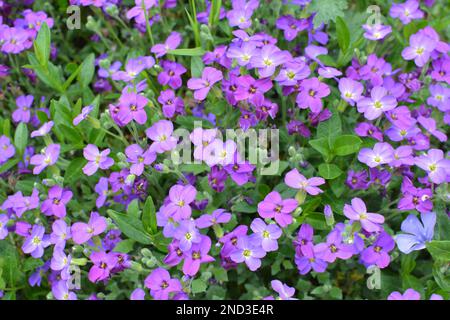 Aubrieta fleurit dans un lit de fleurs de printemps dans un jardin Banque D'Images