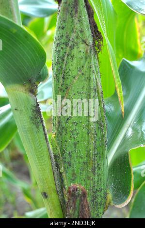 Les pucerons sont un ravageur qui suce les épis de maïs Banque D'Images