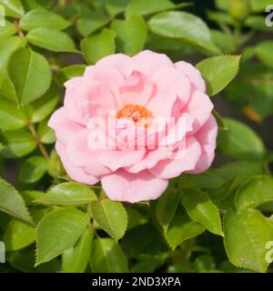 Rose jolie rose polly patio rose Banque D'Images