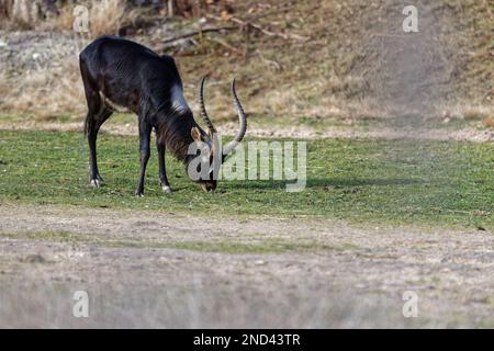 Le lechwe du Nil ou le lechwe de Mme Gray (Kobus megaceros), une espèce d'antilope en danger, dans le parc de la ville de Lyon Banque D'Images