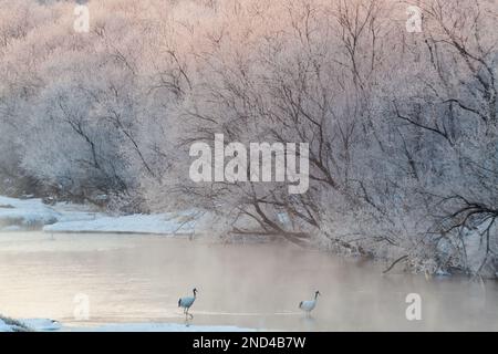 Grues à couronne rouge sur la rivière gelée tôt le matin, Hokkaido, Japon Banque D'Images