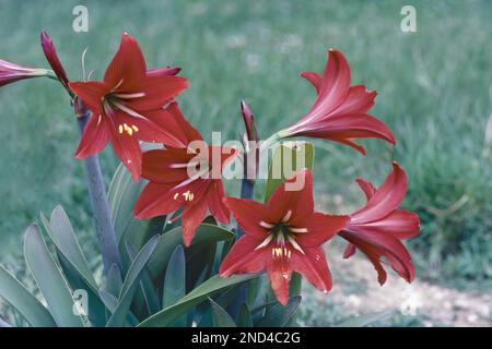 Lily du Palais; Hippeastrum Aulicum x Papilio, plante en pleine floraison, Amaryllidaceae Banque D'Images