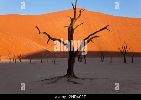 Arbres morts dans l'argile séchée, pan Parc National Namib Naukluft, Namibie Banque D'Images