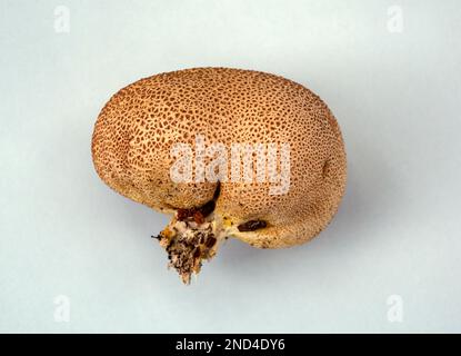 Boule de purée sur fond clair. Banque D'Images