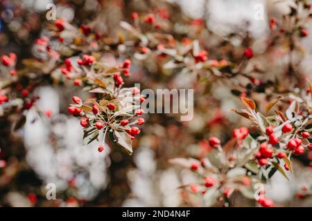 Bourgeons rouges sur les branches d'un pommier à fleurs au printemps Banque D'Images