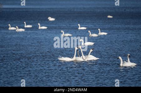 Le cygne toundra (Cygnus columbianus) nage dans le lac de la réserve naturelle de Middle Creek, dans le comté de Lancaster, en Pennsylvanie Banque D'Images