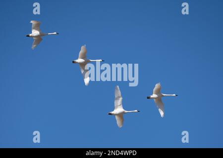 Formation de cygnes siffleurs (Cygnus columbianus) contre un ciel bleu survole la réserve naturelle de Middle Creek dans le comté de Lancaster, en Pennsylvanie Banque D'Images