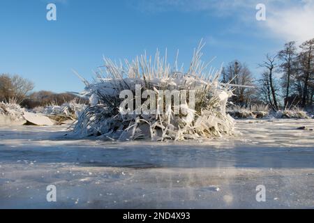 la glace s'est effondrée, le champ a été inondé puis gelé, l'eau s'est évacuée en laissant la glace suspendue qui s'est ensuite effondrée en laissant la tuft, le moignon d'herbe Banque D'Images