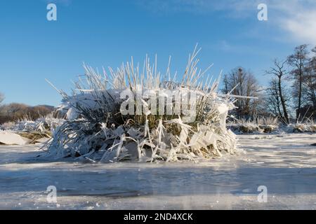 la glace s'est effondrée, le champ a été inondé puis gelé, l'eau s'est évacuée en laissant la glace suspendue qui s'est ensuite effondrée en laissant la tuft, le moignon d'herbe Banque D'Images