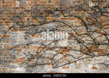 Taillé et bien entraîné, les tiges de rose se trouvent contre un mur de briques au Mottisfont Abbey Garden Hampshire England en février de National Trust Banque D'Images