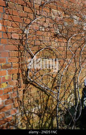 Tailler soigneusement les tiges de rose Rosa Lady Curzon et les former contre un mur de briques au Mottisfont Abbey Garden Hampshire Angleterre février de National Trust Banque D'Images