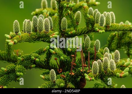 Les jeunes Cones d'Une épinette rouge, Picea Rubens, ont trouvé une croissance au sommet de Snowy Mountain, dans la réserve forestière d'Adirondack, dans l'État de New York Banque D'Images