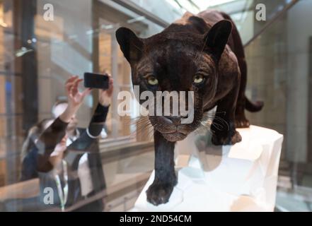 Stuttgart, Allemagne. 15th févr. 2023. Le spécimen d'une jaguar noire est exposé dans une vitrine du tout nouveau Evolution Hall au musée d'histoire naturelle du château de Rosenstein. Les deux plus grandes salles d'exposition du château Rosenstein du musée d'Histoire naturelle de Stuttgart ont été récemment ouvertes. Credit: Marijan Murat/dpa/Alamy Live News Banque D'Images