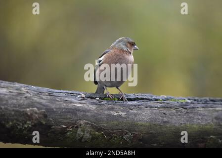 Image en gros plan d'un chaffin commun mâle (Fringilla coelebs) avec la tête tournée vers la droite, perché sur un arbre horizontal Log contre le bokeh vert Banque D'Images