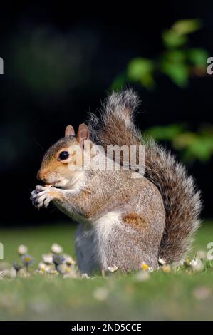 Écureuil gris (Sciurus carolinensis) adulte se nourrissant d'arachides administré par le public dans le parc municipal, Édimbourg, Écosse, mai 2007 Banque D'Images