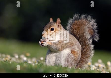 Écureuil gris (Sciurus carolinensis) adulte se nourrissant d'arachides administré par le public dans le parc municipal, Édimbourg, Écosse, mai 2007 Banque D'Images