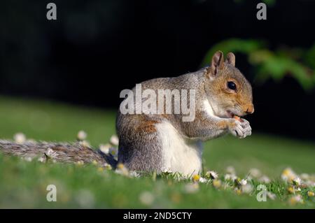 Écureuil gris (Sciurus carolinensis) adulte se nourrissant d'arachides administré par le public dans le parc municipal, Édimbourg, Écosse, mai 2007 Banque D'Images