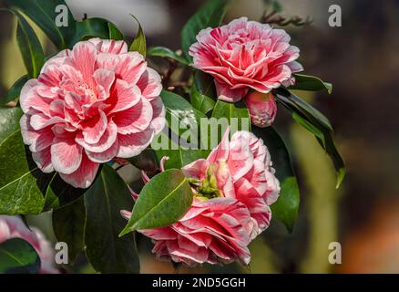 Gros plan des fleurs roses de Camellia Japonica, Herme à Landschloss Zuschendorf, Saxe, Allemagne Banque D'Images