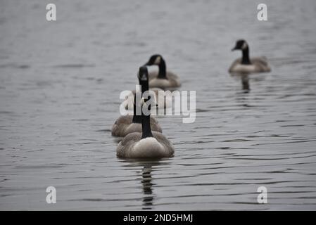 5 Bernaches du Canada (Branta canadensis) nageant vers la caméra en ligne dans la pluie, entourée d'eau et de gouttelettes d'eau ondulées le jour d'un jour terne au Royaume-Uni Banque D'Images