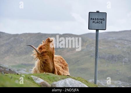 Highland Cow (Bos taurus) femelle / vache, en bord de route à Hushnish, North Harris Estate, Isle of Harris, Outer Hebrides, Écosse, Mai 2016 Banque D'Images