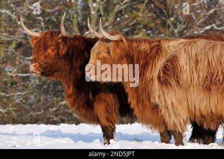 Paire de vaches Highland Cow (Bos taurus), femelle, dans la neige, Berwickshire, Scottish Borders, Écosse, Novenber 2010 Banque D'Images