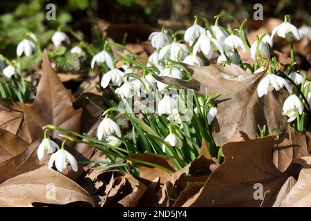 Les chutes de neige à fleurs hivernales, galanthus nivalis grandit dans les bois du Royaume-Uni en février Banque D'Images