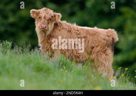 Highland Cow (Bos taurus) veau, dans la prairie d'été, Berwickshire, Scottish Borders, Écosse, Juin 2017 Banque D'Images