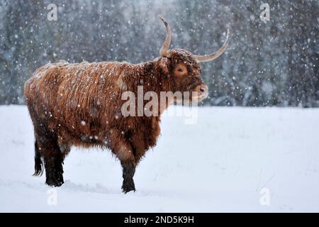 Highland Cow (Bos taurus) femelle dans une douche à neige, Berwickshire, Scottish Borders, Écosse, novembre 2010 Banque D'Images